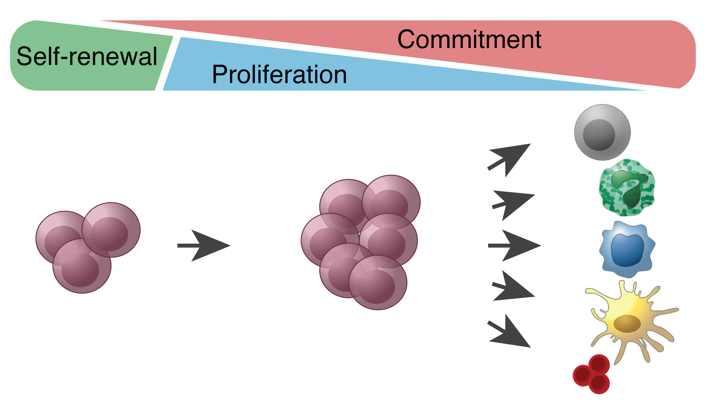 Steam cell bio фото 87