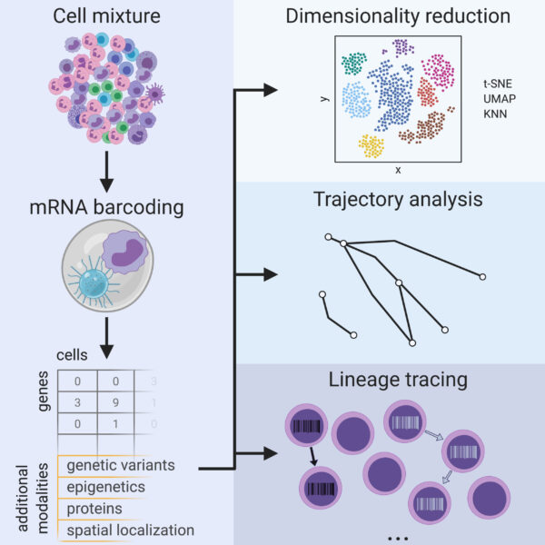 Review: Single-Cell RNA Sequencing to Disentangle the Blood System ...